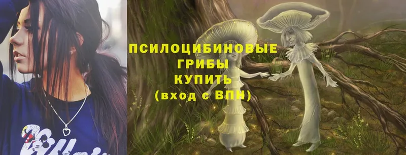 блэк спрут вход  Сортавала  Псилоцибиновые грибы Cubensis 